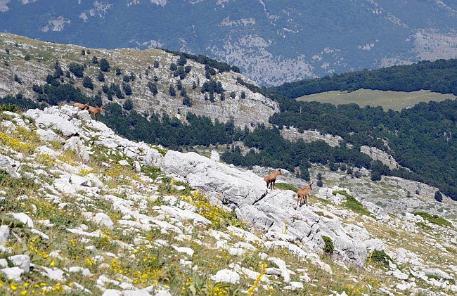 Camoscio d''Abruzzo Rupicapra pyrenaica ornata