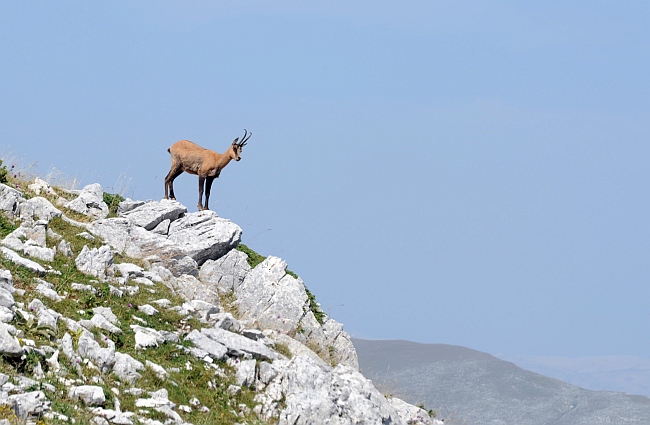 Camoscio d''Abruzzo Rupicapra pyrenaica ornata