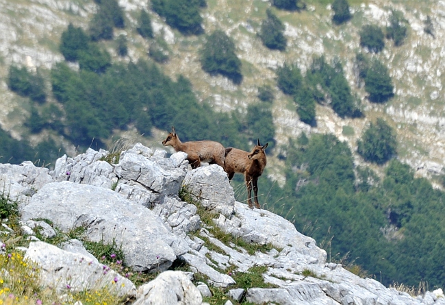 Camoscio d''Abruzzo Rupicapra pyrenaica ornata