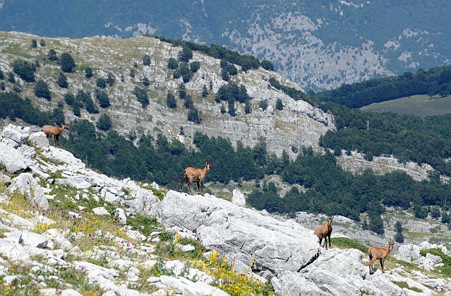 Camoscio d''Abruzzo Rupicapra pyrenaica ornata