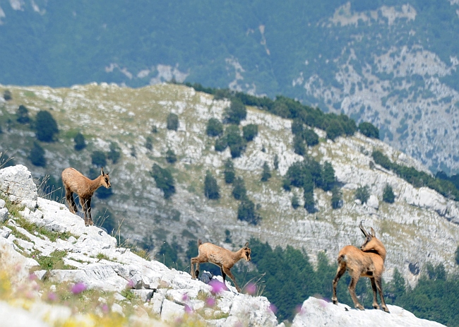 Camoscio d''Abruzzo Rupicapra pyrenaica ornata