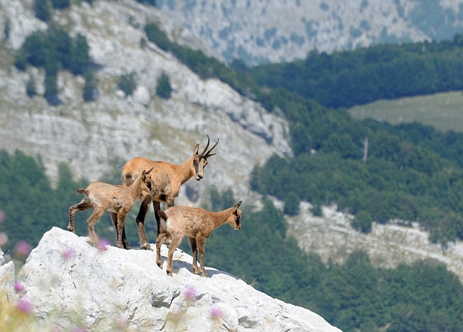 Camoscio d''Abruzzo Rupicapra pyrenaica ornata