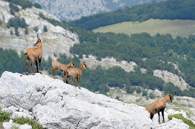 Camoscio d''Abruzzo Rupicapra pyrenaica ornata