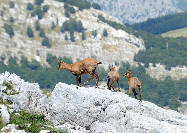 Camoscio d''Abruzzo Rupicapra pyrenaica ornata