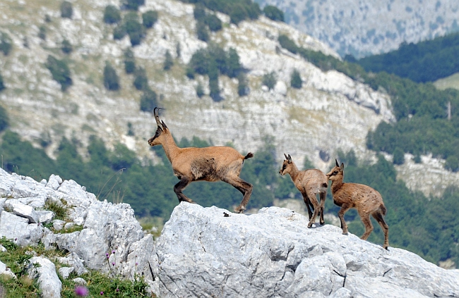 Camoscio d''Abruzzo Rupicapra pyrenaica ornata