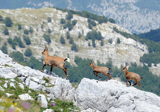 Camoscio d''Abruzzo Rupicapra pyrenaica ornata