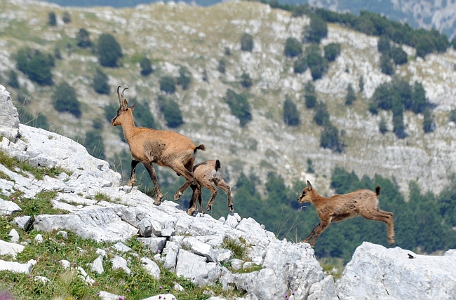 Camoscio d''Abruzzo Rupicapra pyrenaica ornata