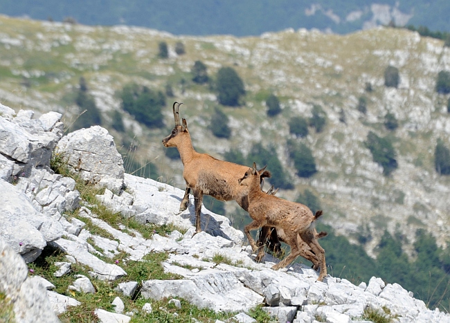 Camoscio d''Abruzzo Rupicapra pyrenaica ornata