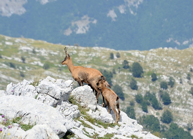 Camoscio d''Abruzzo Rupicapra pyrenaica ornata