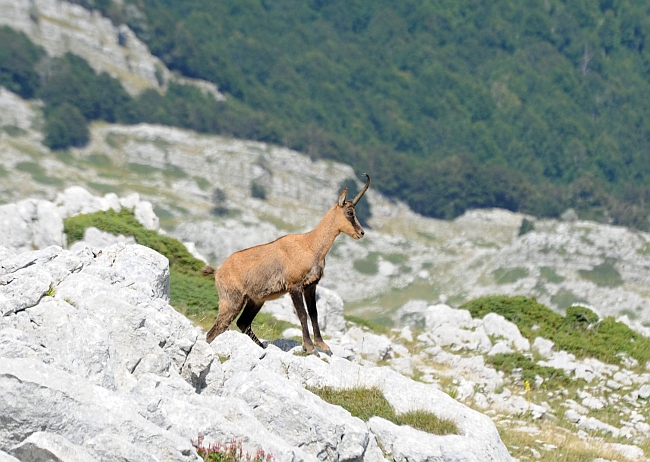 Camoscio d''Abruzzo Rupicapra pyrenaica ornata