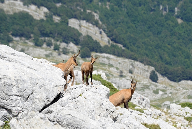 Camoscio d''Abruzzo Rupicapra pyrenaica ornata