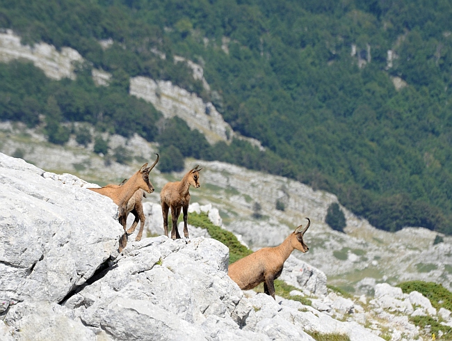 Camoscio d''Abruzzo Rupicapra pyrenaica ornata