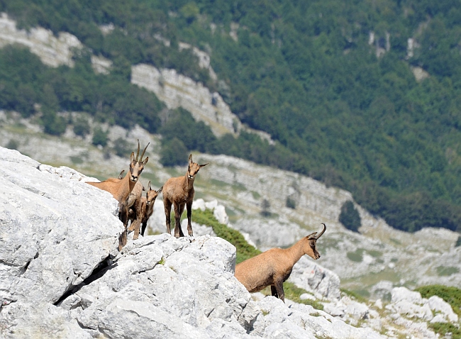 Camoscio d''Abruzzo Rupicapra pyrenaica ornata