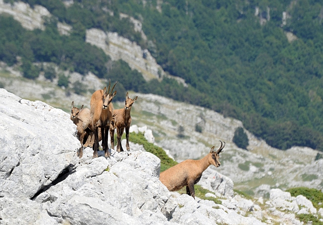 Camoscio d''Abruzzo Rupicapra pyrenaica ornata