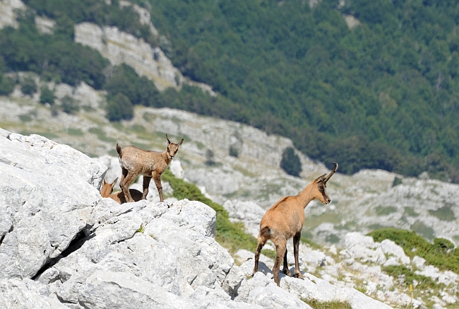 Camoscio d''Abruzzo Rupicapra pyrenaica ornata