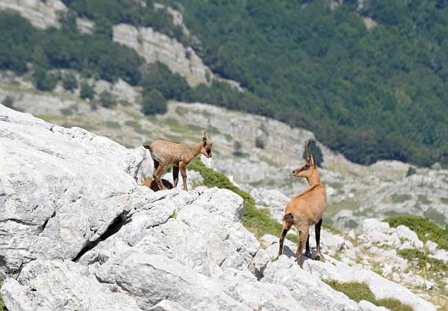 Camoscio d''Abruzzo Rupicapra pyrenaica ornata