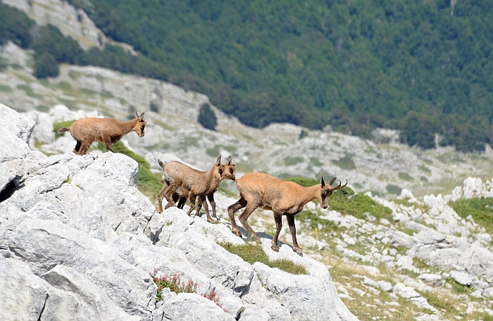 Camoscio d''Abruzzo Rupicapra pyrenaica ornata