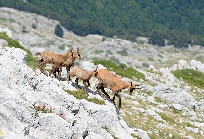 Camoscio d''Abruzzo Rupicapra pyrenaica ornata