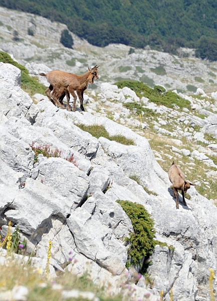 Camoscio d''Abruzzo Rupicapra pyrenaica ornata