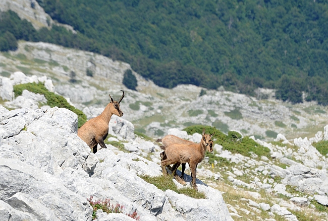 Camoscio d''Abruzzo Rupicapra pyrenaica ornata