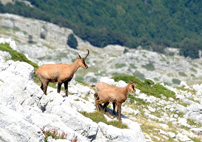 Camoscio d''Abruzzo Rupicapra pyrenaica ornata