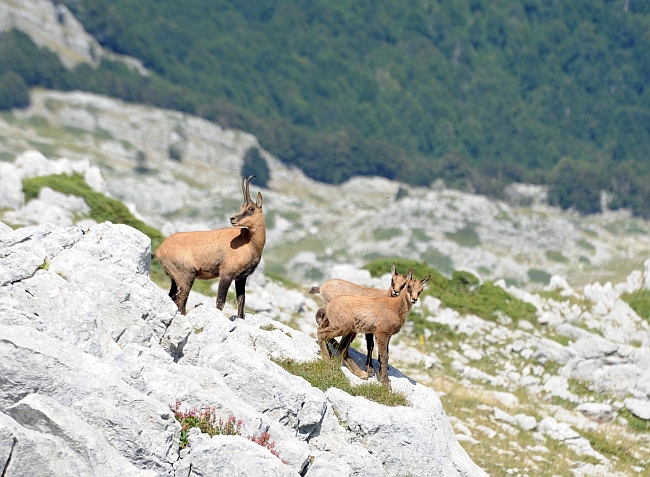 Camoscio d''Abruzzo Rupicapra pyrenaica ornata