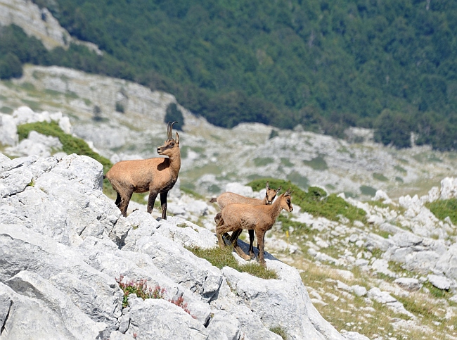 Camoscio d''Abruzzo Rupicapra pyrenaica ornata