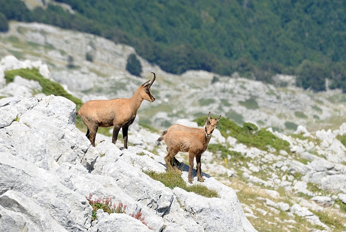 Camoscio d''Abruzzo Rupicapra pyrenaica ornata