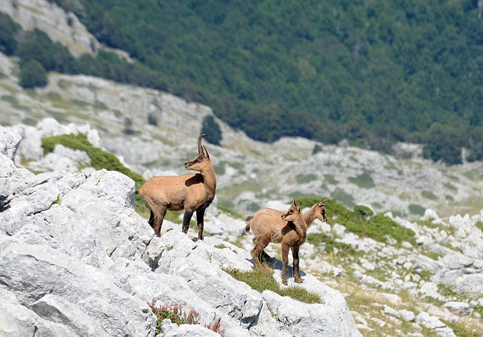 Camoscio d''Abruzzo Rupicapra pyrenaica ornata