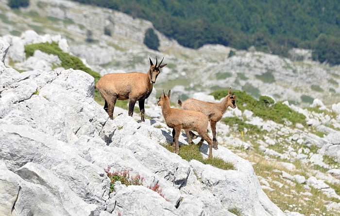 Camoscio d''Abruzzo Rupicapra pyrenaica ornata