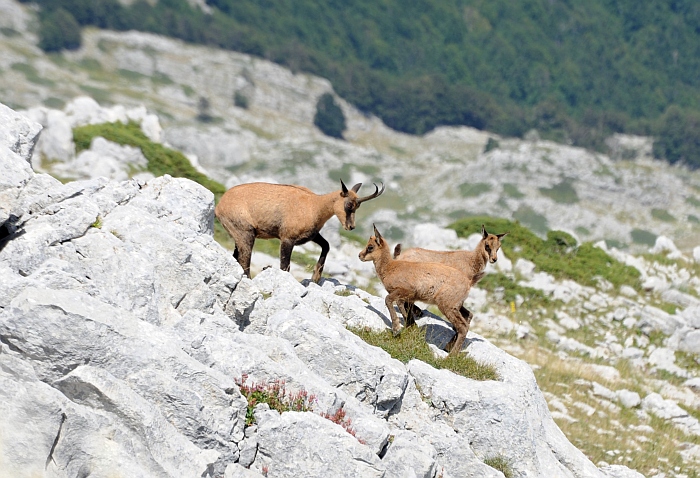 Camoscio d''Abruzzo Rupicapra pyrenaica ornata