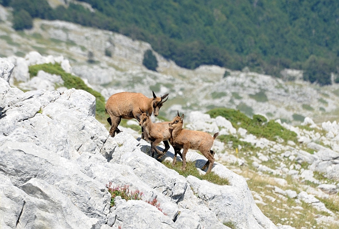 Camoscio d''Abruzzo Rupicapra pyrenaica ornata