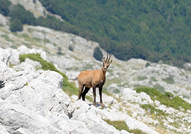 Camoscio d''Abruzzo Rupicapra pyrenaica ornata