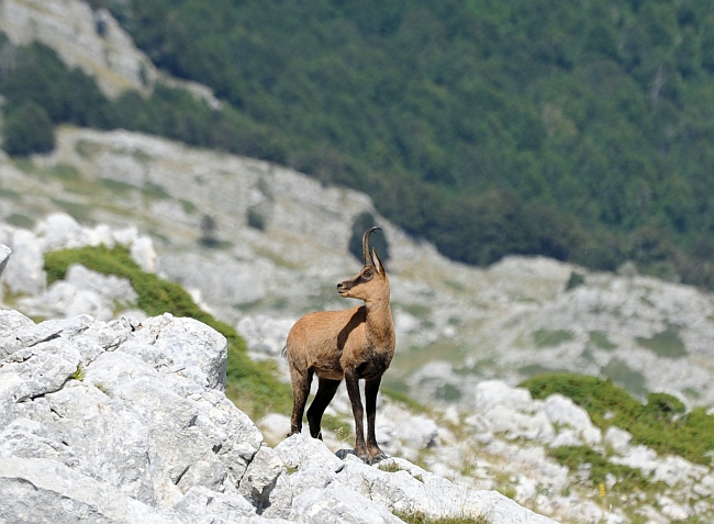 Camoscio d''Abruzzo Rupicapra pyrenaica ornata