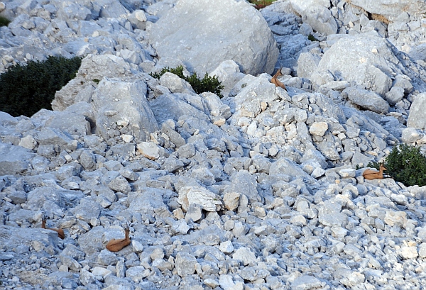 Camoscio d''Abruzzo Rupicapra pyrenaica ornata