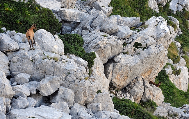 Camoscio d''Abruzzo Rupicapra pyrenaica ornata