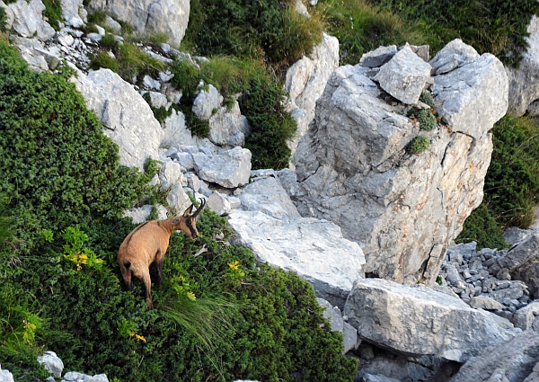 Camoscio d''Abruzzo Rupicapra pyrenaica ornata