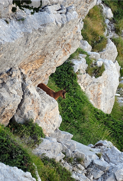 Camoscio d''Abruzzo Rupicapra pyrenaica ornata