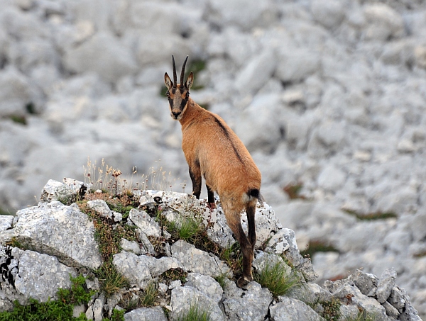 Camoscio d''Abruzzo Rupicapra pyrenaica ornata