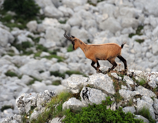 Camoscio d''Abruzzo Rupicapra pyrenaica ornata