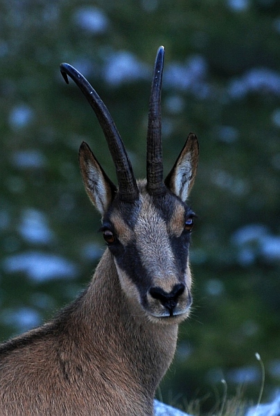 Camoscio d''Abruzzo Rupicapra pyrenaica ornata