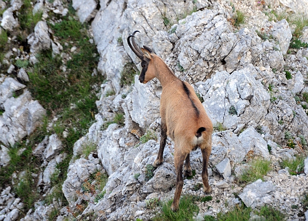 Camoscio d''Abruzzo Rupicapra pyrenaica ornata