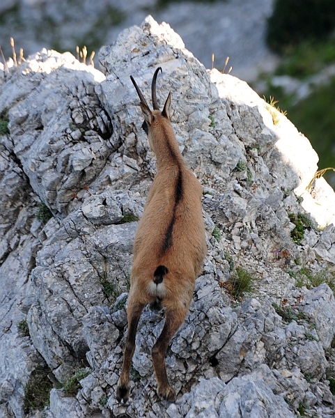 Camoscio d''Abruzzo Rupicapra pyrenaica ornata