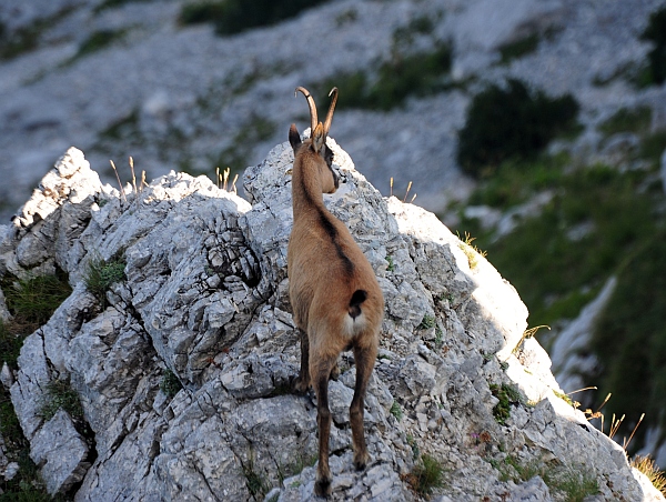 Camoscio d''Abruzzo Rupicapra pyrenaica ornata