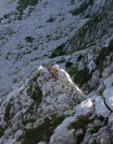 Camoscio d''Abruzzo Rupicapra pyrenaica ornata