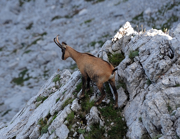 Camoscio d''Abruzzo Rupicapra pyrenaica ornata