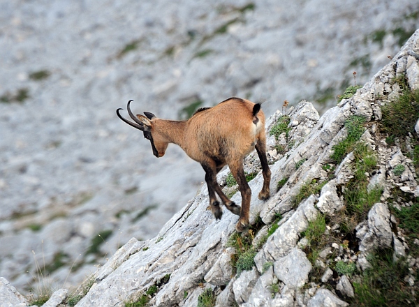 Camoscio d''Abruzzo Rupicapra pyrenaica ornata