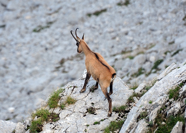 Camoscio d''Abruzzo Rupicapra pyrenaica ornata