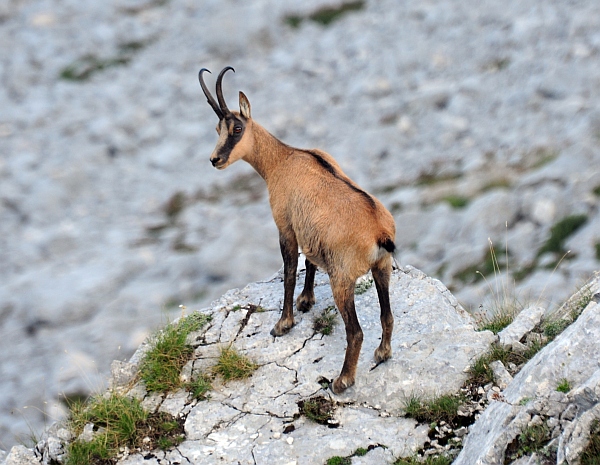 Camoscio d''Abruzzo Rupicapra pyrenaica ornata