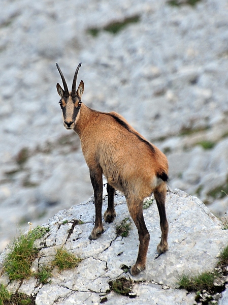 Camoscio d''Abruzzo Rupicapra pyrenaica ornata